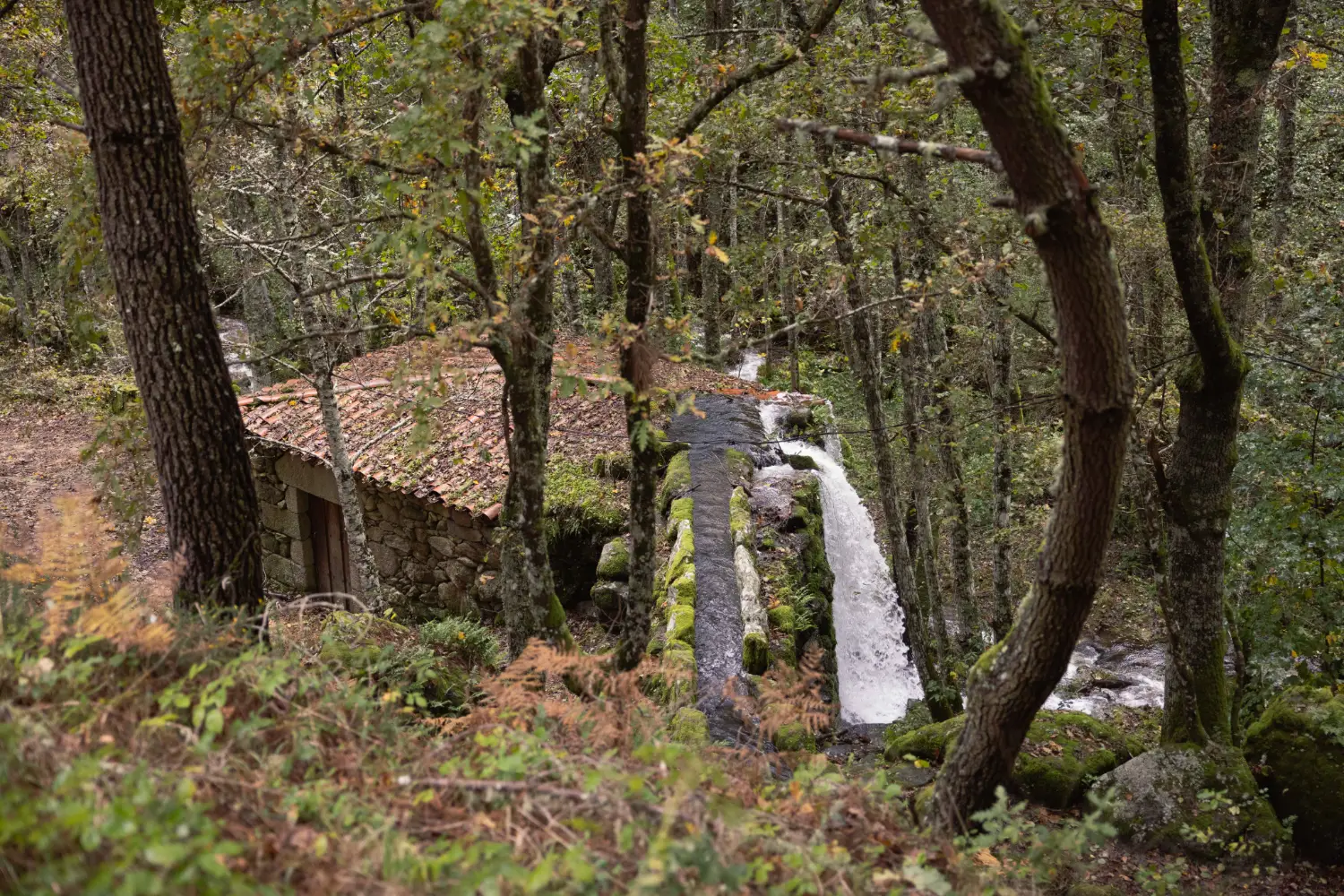 salto.webp