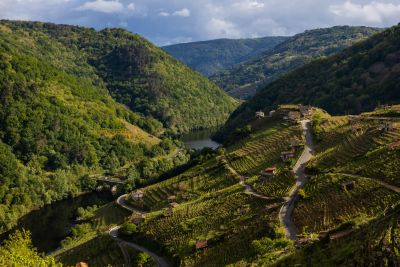 Ladera aterrazada del Miño en San Fiz de Belesar